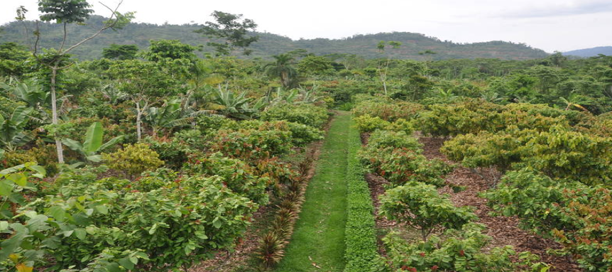 Deforestation caused by cacao
